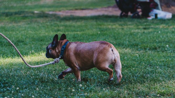 Why Do Cats Respond to Different Sounds?