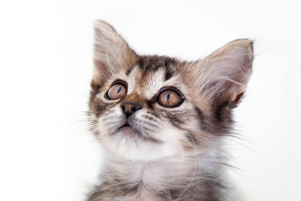 What Are the Different Types of Cats Found in the UK and Their Unique Characteristics?