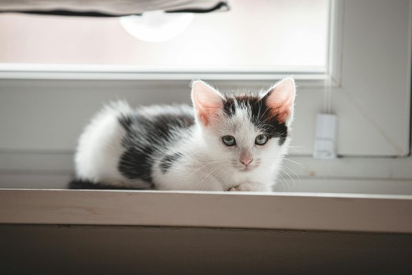 How is pollution impacting UK freshwater ecosystems?