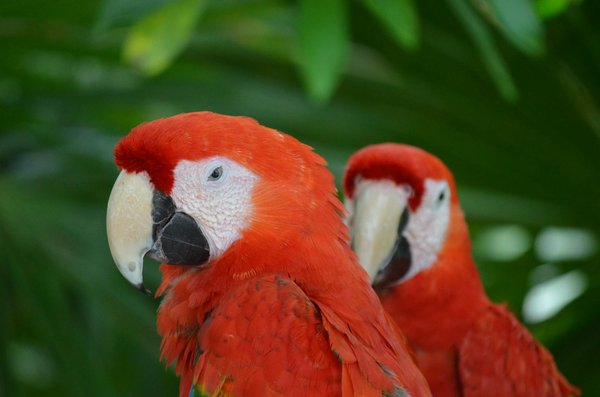 How do you socialize a pet parrot to improve its interaction with humans?